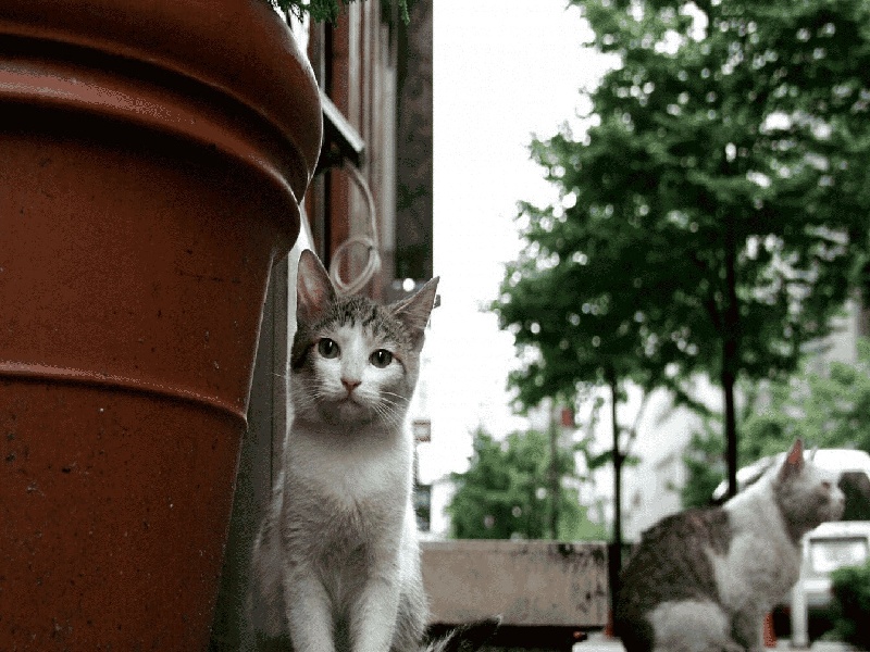 试管一报,明星试管婴儿宝宝